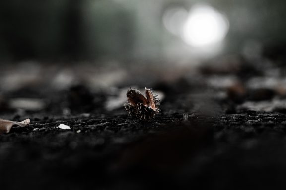 Buchecker auf dem Gehweg, die umgeben von mysteriösen Dingen ist. Sie wartet auf dem Boden auf ihre Beute.