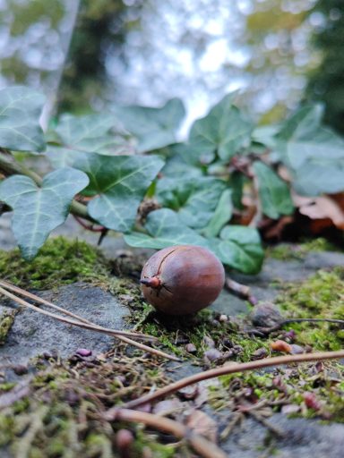 Eine kastanienfarbene Eichel liegt auf moosbedecktem Boden zwischen Efeublättern.