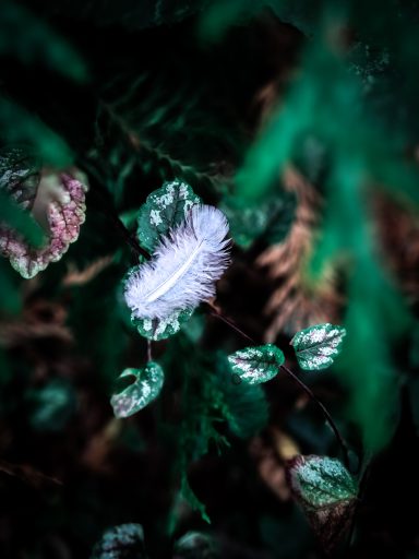 Eine weiße Feder liegt zwischen grünen Blättern im Wald.