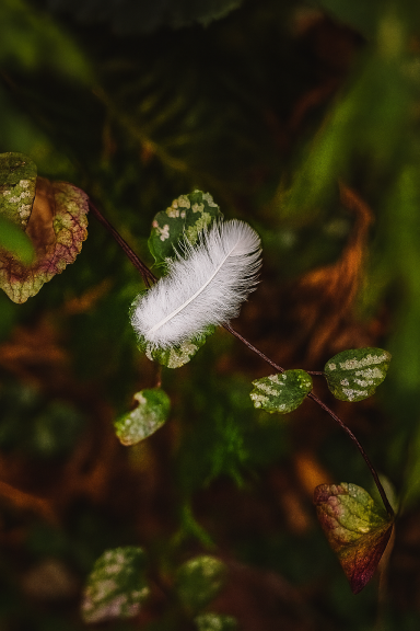 Eine weiße Feder liegt zwischen grünen Blättern im Wald.