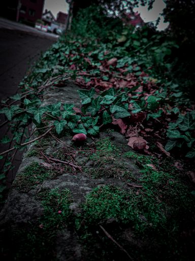 Eine kastanienfarbene Eichel liegt auf moosbedecktem Boden zwischen Efeublättern.