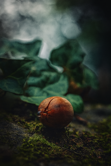 Eine kastanienfarbene Eichel liegt auf moosbedecktem Boden zwischen Efeublättern.