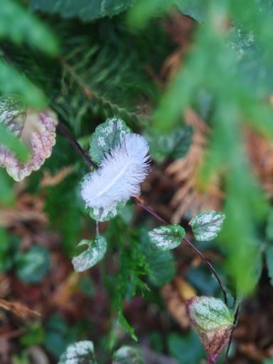 Eine weiße Feder liegt zwischen grünen Blättern im Wald.