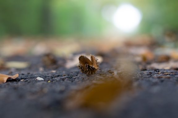 Buchecker auf dem Gehweg, die umgeben von mysteriösen Dingen ist. Sie wartet auf dem Boden auf ihre Beute.