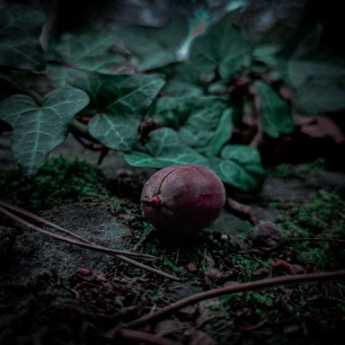 Eine kastanienfarbene Eichel liegt auf moosbedecktem Boden zwischen Efeublättern.