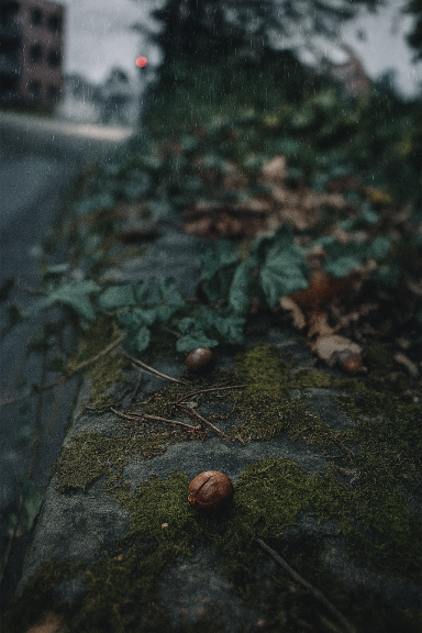 Eine kastanienfarbene Eichel liegt auf moosbedecktem Boden zwischen Efeublättern.